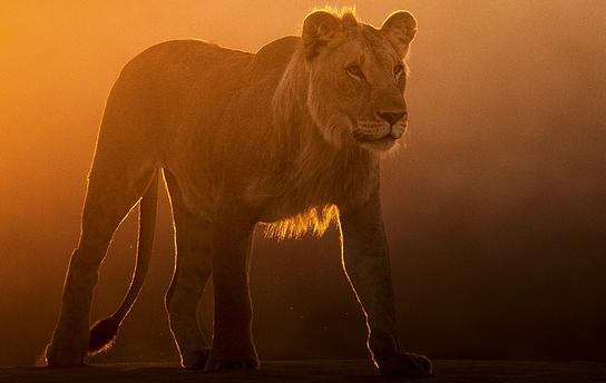 ORF nachlese Oktober 2017: Die Löwen der Namib