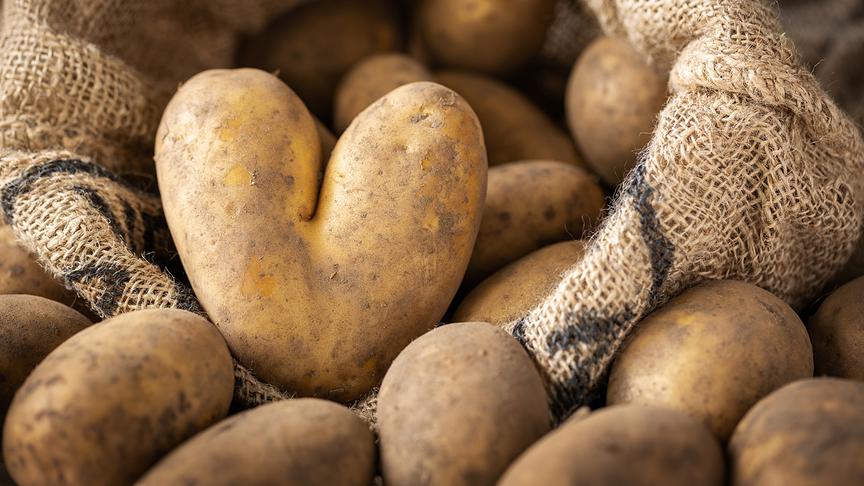 Eine herzförmige Kartoffel liegt zwischen vielen gewöhnlichen Kartoffeln in einem Jutesack.