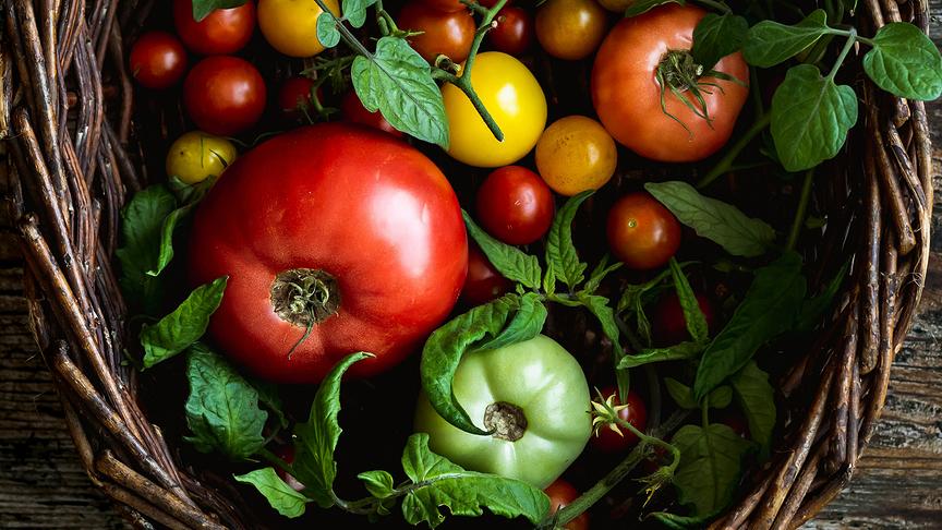 Ein geflochtener Korb ist mit verschiedenfarbigen Tomaten und grünen Blättern auf einem rustikalen Holztisch gefüllt.