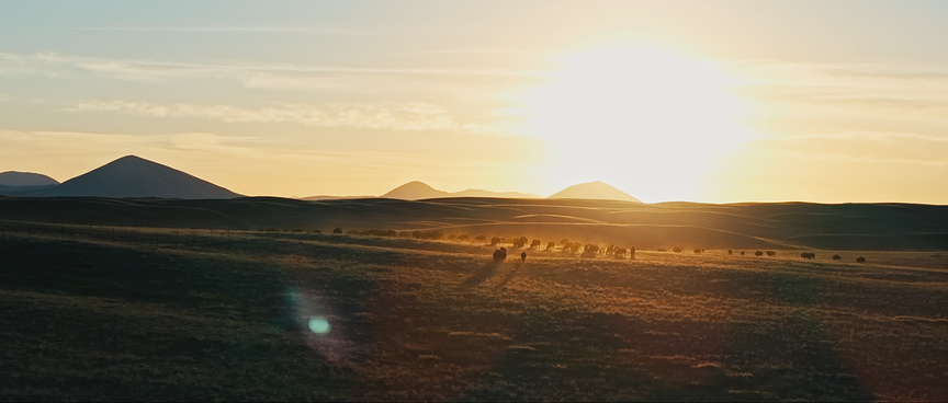 © Le cinquième rêve Eine weite Landschaft mit sanften Hügeln liegt im warmen Licht der tief stehenden Sonne, eine Tierherde zieht durch die Ebene.