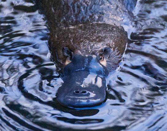 © Doclights GmbH Ein Schnabeltier schwimmt frontal auf die Kamera zu durch dunkles, leicht gekräuseltes Wasser.