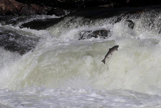 Ein Lachs springt gegen die starke Strömung eines tosenden Flusses.
