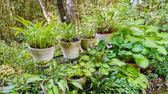 Mehrere grüne Pflanzen stehen in Töpfen dicht arrangiert in einem schattigen Gartenbereich.