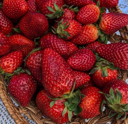 © Karl Ploberger Ein geflochtener Korb ist randvoll mit frischen, roten Erdbeeren gefüllt.