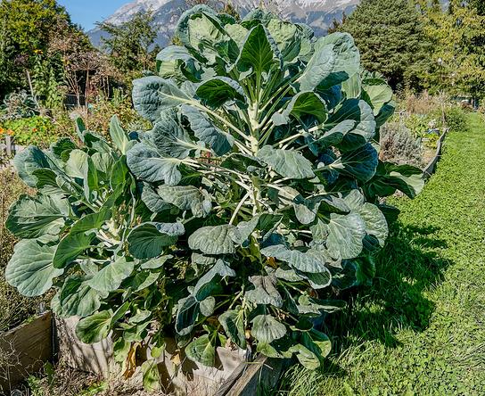 Ein großer Kohl wächst in einem sonnigen Garten vor einer eindrucksvollen Bergkulisse.