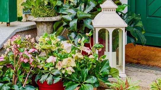 © Karl Ploberger Bunter Eingangsbereich mit zahlreichen Blumentöpfen, einer Laterne und einer Gießkanne.