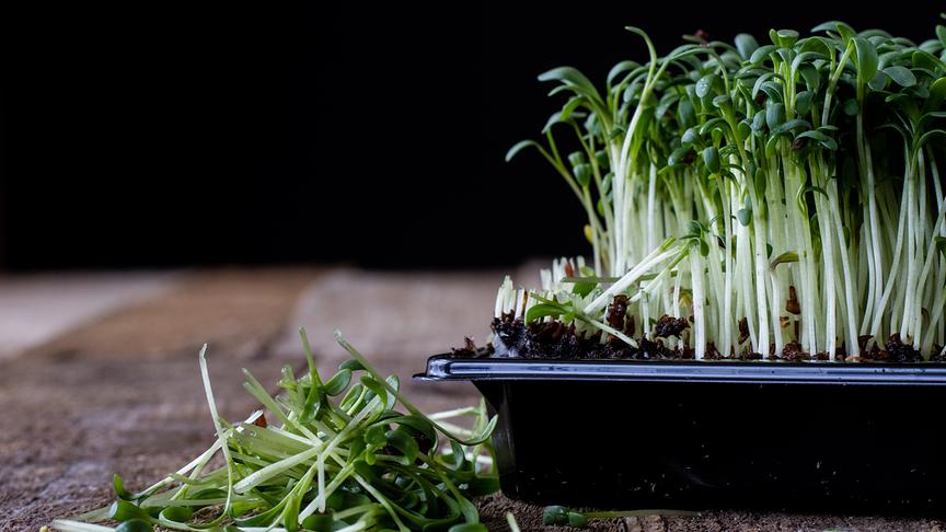 © 123RF/Piotr Wytrążek ORF nachlese Jänner 2024: Superfood vom Fensterbrett