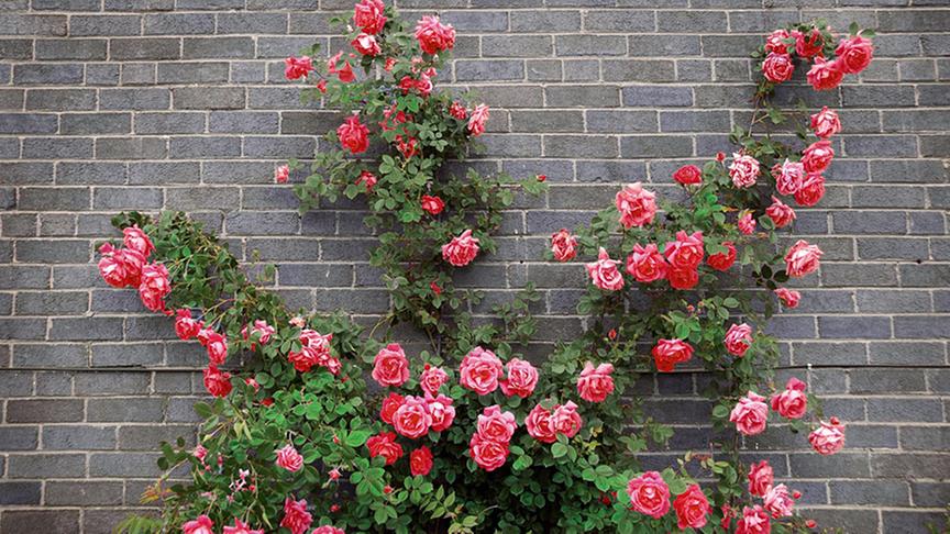 "ORF nachlese Juni 2016": Die Rose und ihre Begleitpflanzen