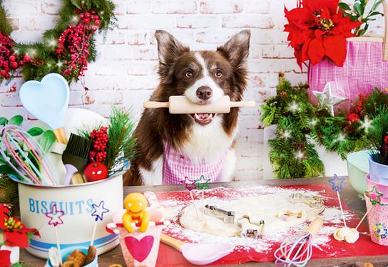 nachlese November 2016: Backen für Hunde