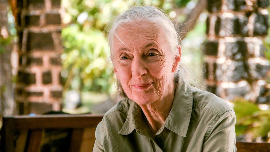 © ORF/CC Medien/Andre Zacher "Die Lebensreise der Jane Goodall"