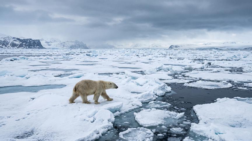 Ein Eisbär in der Arktis, der über eine brüchige, schmelzende Eislandschaft wandert.