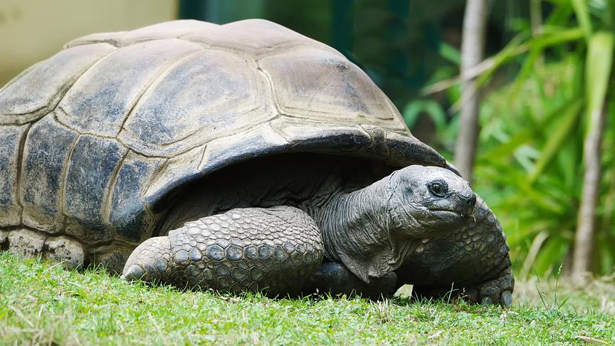 © ORF/Tiergarten Schönbrunn/Jutta Kirchner „Guten Morgen Österreich“: Schildkröte Schurli ist das offizielle EM-Orakel