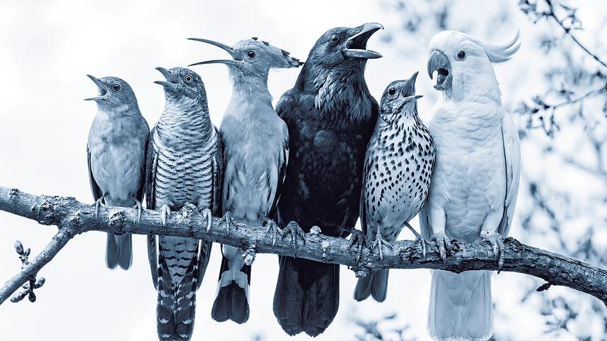 Schwarzweiß-Bild zeigt sechs verschiedene Vogelarten, die dicht nebeneinander auf einem Ast mit geöffnetem Schnabel sitzen.