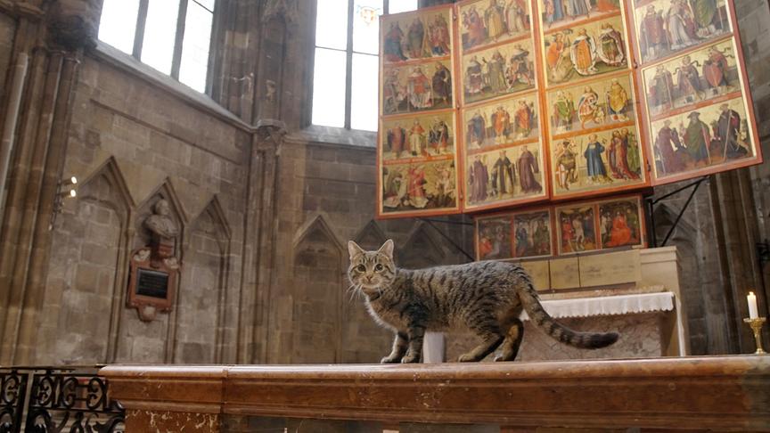 © ORF/EMB-Film "St. Stephan und die Tiere": Eine Katze im Stephansdom
