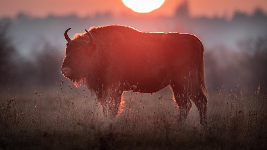 © ORF/Science Vision/Dr. Rita Schlamberger "Universum: König der Wildnis - Das Tauros Projekt": Wildlebende Wisente (Europäischer Bison) im ehemaligen Truppenübungsplatz der Roten Armee in Milovice nahe von Prag