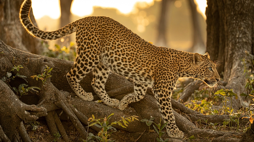 "Universum: Olimba - Königin der Leoparden": “Makumbi” läuft seiner sich entfernenden Mutter hinterher.